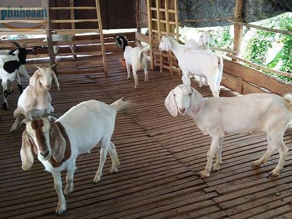 Ứng dụng của tấm lót sàn dê trong ngành chăn nuôi dê tại Việt Nam